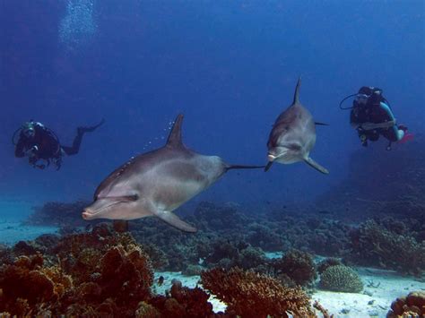 Eine Delfin Familie ganz aus der Nähe Blue Water Dive Resort