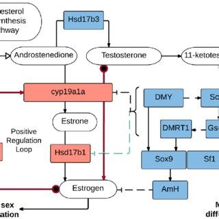 Our Interpretation Of The Sex Determination Pathway Based On The