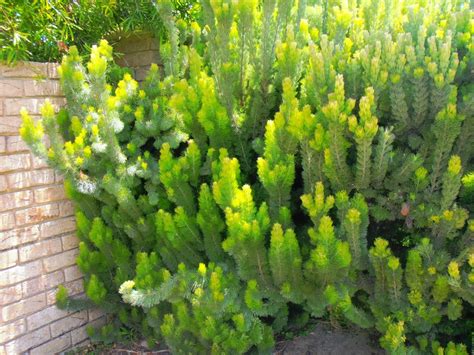 Adenanthos Sericeus Albany Woolly Bush Landsdale Plants