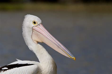 23 Awesome Animals With Webbed Feet Animal Corner