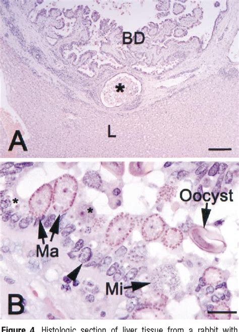 Pdf Impression Smear Of Liver Tissue From A Rabbit Semantic Scholar