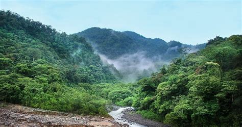 Mengenal Ciri Ciri Hutan Tropis Serta Fungsi Dan Manfaatnya Bagi