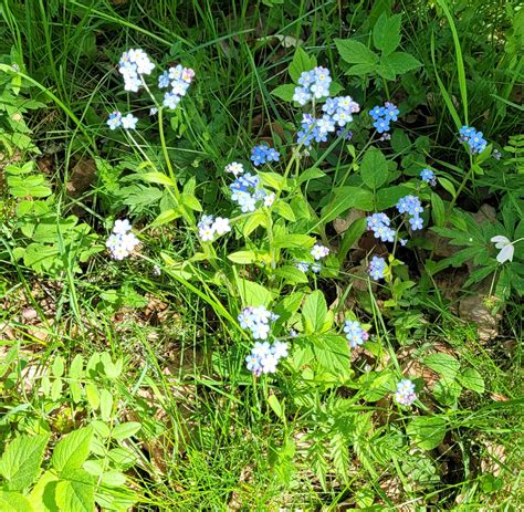 Vad blommar nu i trädgården Fototråd Sida 150 Byggahus se