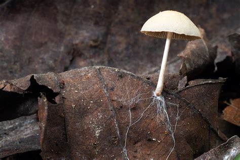 Mycology | Royal Botanic Gardens Victoria