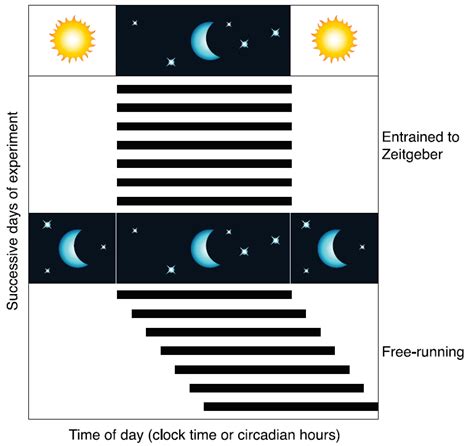 Circadian Lighting System Australia | Shelly Lighting