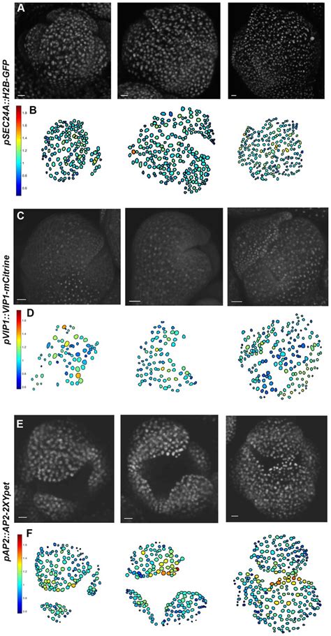 Figures And Data In Fluctuations Of The Transcription Factor Atml