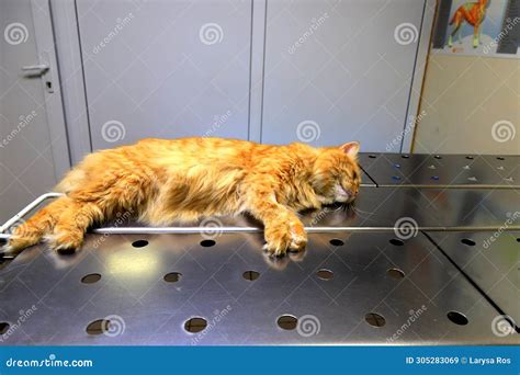 Castration Of Cat Under Anesthesia A Red Yellow Cat Lies On Operating