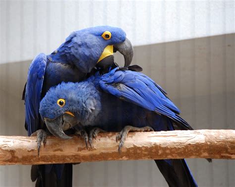 Show support for Hyacinth Macaw conservation in Charities, New Birds ...