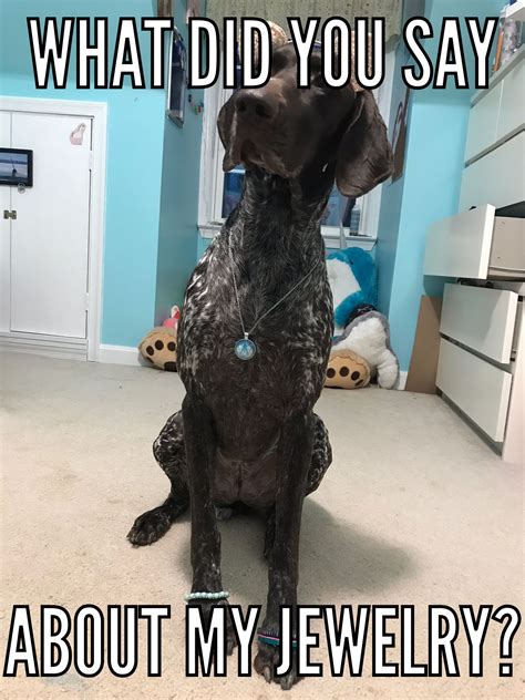 GSP Meme #DixieMemes | Funny dog memes, German shorthaired pointer, German shorthair