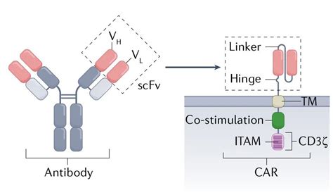 Science Car Medsci Cn