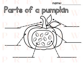 Pumpkin Labeling Writing Phonics Parts Of A Fall Harvest