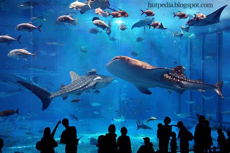 World Largest Aquarium Tank - Kuroshio Sea