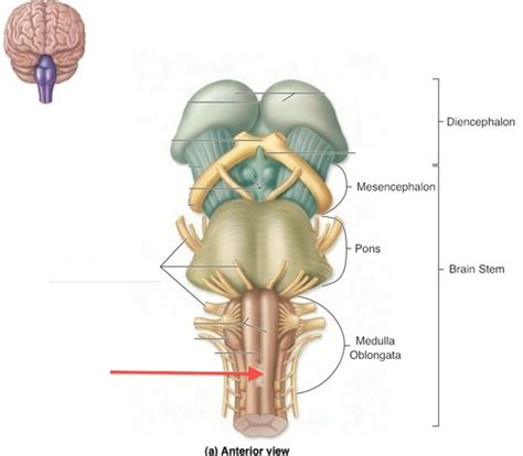 Brainstem And Cerebellum Flashcards Quizlet