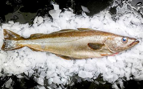 Wholesale Pollock Marrfish Wholesale Fish And Seafood Delivery