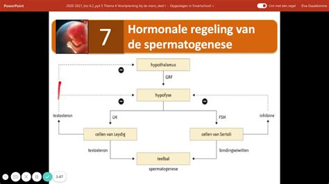 Hormonale Regeling Spermatogenese Youtube