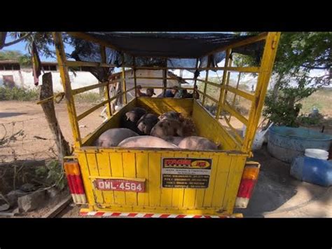 ENTREGAMOS O PLANTEL DE LUXO EM PETROLINA Dia De Trabalho Viagem