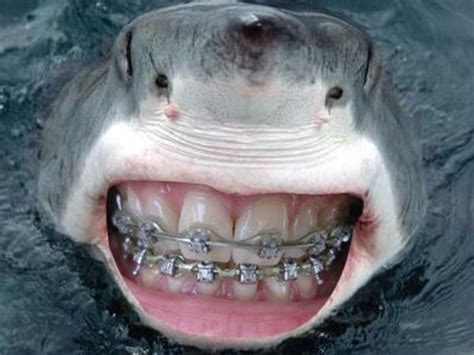 Image - Funny-sharks-with-human-teeth-braces-pics-images-photos-15.jpg ...