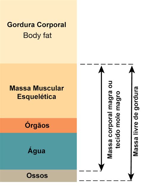 O Que Massa Magra E Massa Muscular Qual A Diferen A