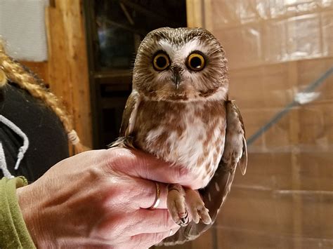 Northern Saw-whet Owl – Southeastern Avian Research