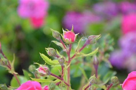 Rose Bud Rosebush Pink Free Photo On Pixabay Pixabay