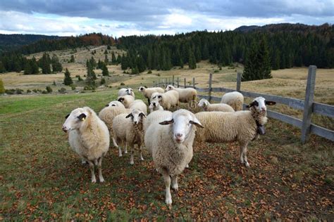 Group Of Sheep At Rolling Hills New Zealand Stock Image Image Of