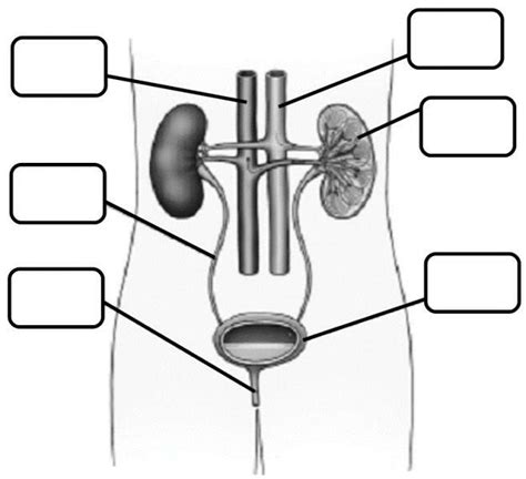 Aparato Excretor Ficha Interactiva TopWorksheets