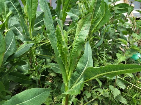 Wild Lettuce Lactuca Virosa