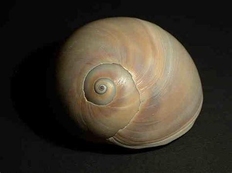 Moon snail shell: As its name implies, the shell resembles a Full Moon ...