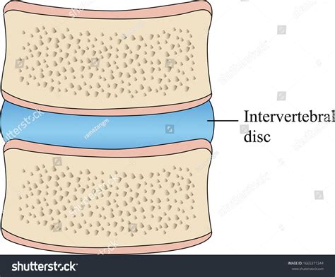 Cartilaginous Joint Human Body Cartilage Joint Stock Vector (Royalty ...