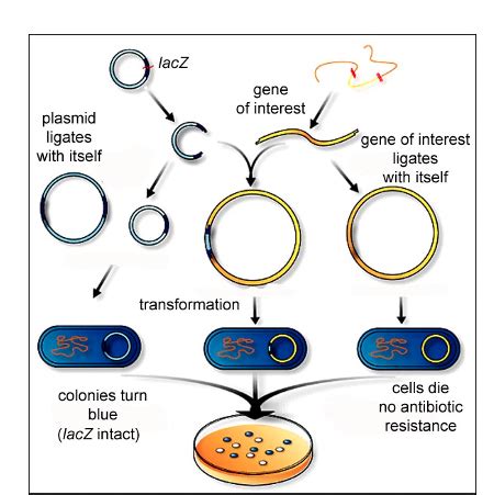 Lecture 4 Cloning Over Expression And Purification Of Proteins