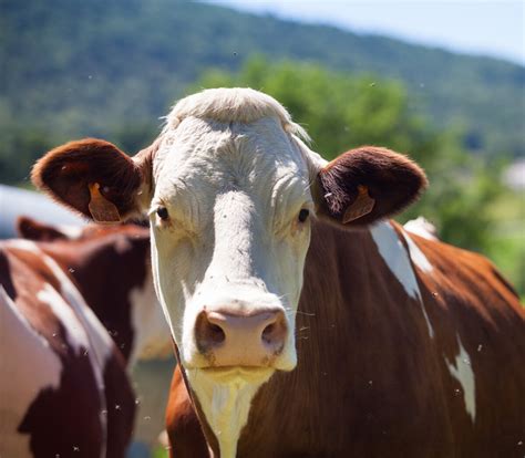 Confirmaron Un Caso De Vaca Loca Y Brasil Cerr Sus Exportaciones El