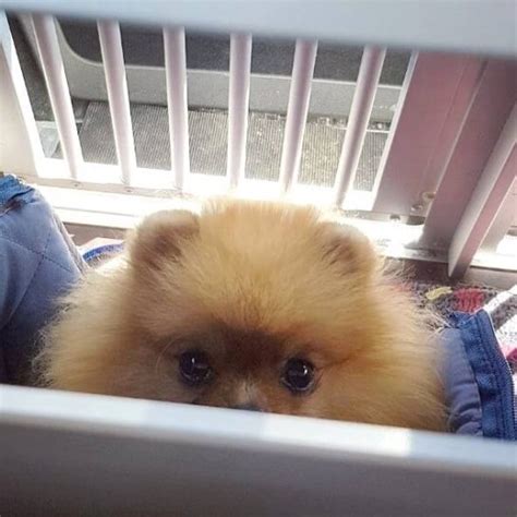 15 Absolutely Hilarious Pomeranian Dog Pictures Page 2 Of 5 The Dogman