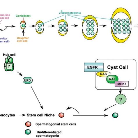 The Hop Stat E Pathway Regulates Male Germline Stem Cell Self Renewal