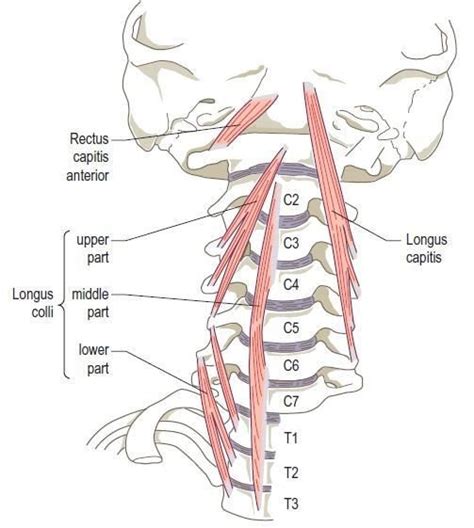 C1 Vertebra – Atlas and Accompanying Structures | Medical anatomy, Neck ...