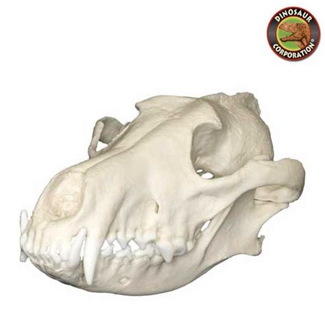 Red Wolf Skull For Sale | Dinosaur Corporation