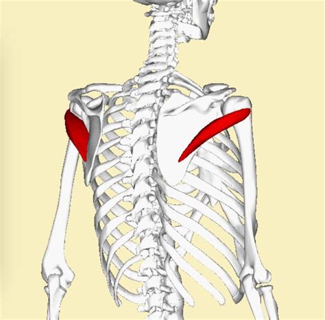 Teres Minor One Of Rotator Cuff Muscles Lower Border Of Scapula