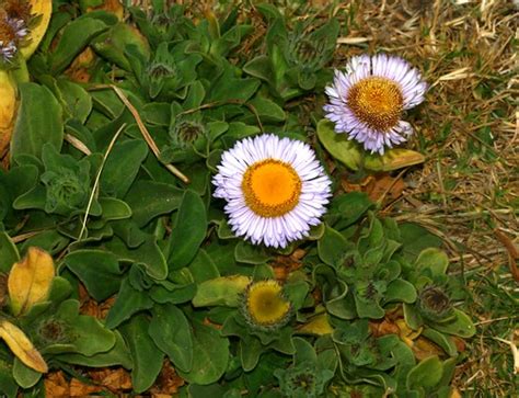 Erigeron Glaucus Seaside Daisy San Simeon California U Flickr