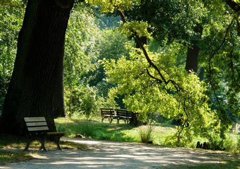 Free Images - summer late summer trees