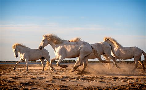 5 idées reçues sur les chevaux