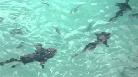 Nurse Sharks At Compass Cay Youtube