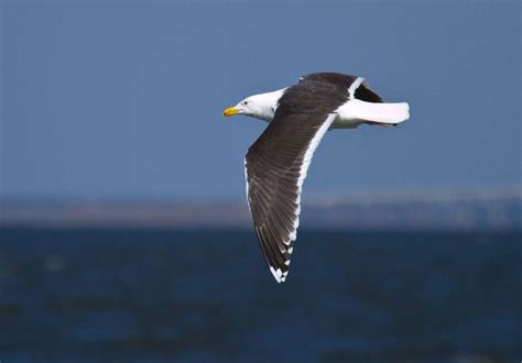 The Great Black-backed Gull | GOOD READ | Birding: Backyard & Beyond