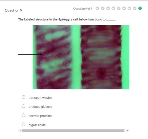 Solved Question 9The labeled structure in the Spirogyra cell | Chegg.com