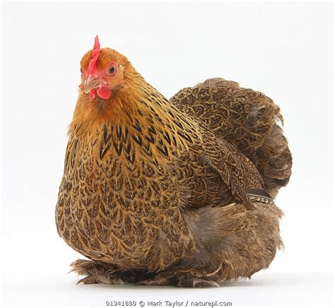 Pekin Bantam Chickens