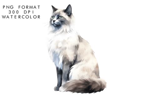 Watercolor Balinese Cat Clipart Graphic By Watercolorbykr Creative