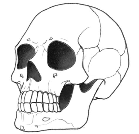 Skull Drawing Guide In 5 Easy Steps [Video + Images]