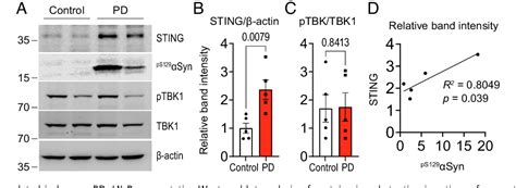 PDF STING Mediates Neurodegeneration And Neuroinflammation In