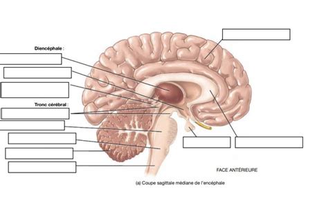 Cerveau Diagram Quizlet