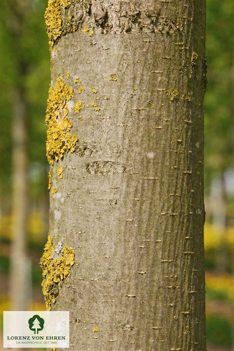 Ulmus Hollandica Lobel Baumschule Lve