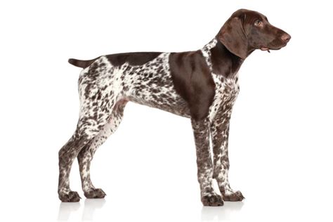 How Long Should A German Shorthaired Pointers Tail Be Active Dog Breeds