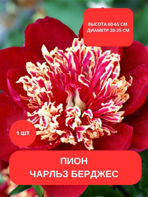 Пион молочноцветковый/Корень пиона - купить с доставкой по выгодным ...